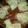El cooksnap de Luis Lòpez cuando hizo Pollo a la pizza.