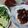 Cooksnap dari Yeni Mariana Siregar untuk resep Ayam Bakar Kalasan