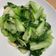 馴獸師在廚房 的 蒜炒青江菜 cooksnap