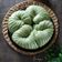 Cooksnap dari dapurtehnia untuk resep Choco Pandan Wool Roll Pao