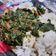 Cooksnap dari Juli Wahyu Wulandari untuk resep Resep Gulai daun singkong dan ebi