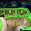 El cooksnap de TrasteandoConmigo cuando hizo Carrot Cupcake, cupcake de zanahoria.