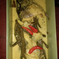 Cooksnap dari tika untuk resep Gulai Ikan Mas ala RM Padang