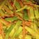 Cooksnap dari Rahmati Rahayu untuk resep Acar Timun Wortel Bumbu Kuning