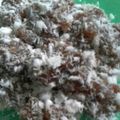 Cooksnap dari Dapur Kecil Shofiyyah untuk resep Ongol Ongol Sagu