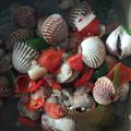 Cooksnap dari Ira Wati untuk resep Kerang dara kuah bening seger