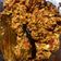 Dipal shah 's cooksnap of when they made પનીર ભુરજી (Paneer Bhurji Recipe In Gujarati).