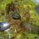 Cooksnap dari yenni oktaviani untuk resep Sayur Nangka Bumbu Kuning