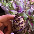 کوک اسنپ Saeideh بعد از امتحان کردن استفاده از پوست میوه وضایعات سبزیجات.