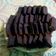 Cooksnap dari Ella Elle untuk resep Brownies eggless