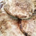 صورة من ام فرح و عماد الدين، شاركها بعد تجربة وصفة المطلوع الفرينة (طحين)