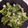 El cooksnap de Sandra Sunny cuando hizo Brócoli con gambas.