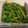 heena's cooksnap of when they made વઢવાણી લીલા મરચાનું અથાણું (Vadhvani Green Chilli Pickle Recipe.