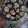 Cooksnap dari Septian Virgiani untuk resep Chocolate Cornflake Cookies