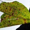 Mamta Pandya's cooksnap of when they made પાલક પનીર પરાઠા (Palak Paneer Paratha Recipe In Gujarati).