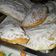 El cooksnap de Elisabet Grechisnski cuando hizo Empanadillas de batata.