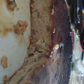 El cooksnap de sualja cuando hizo Pudín o Budín de Pan - Sin Lactosa - Comida de Aprovechamiento.