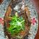 庭秀 的 紅燒吳郭魚 cooksnap
