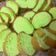 Cooksnap dari Wie untuk resep Bolu Pandan Lembut 4 telur (All In One Method)