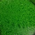 Cooksnap dari Susum Nur Wilda untuk resep Puding lumut hemat