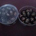 Cooksnap dari Listya21 untuk resep Kurma Bunting Coklat Keju