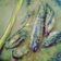 Cooksnap dari Aryana Bouty untuk resep Ikan cakalang pindang
