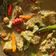 Cooksnap dari Sari Adawiyah untuk resep Tongseng Ayam kuah Santan
