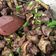 Cooksnap dari LeLy🍴DKorenji_burtuqoolun🍴 untuk resep Bumbu Rawon ala #Dandelion