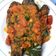 Cooksnap dari Renvillia untuk resep Lele Woku