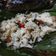Cooksnap dari Desty Dwitiya Palupi untuk resep NASI BAKAR IKAN TERI KEMANGI