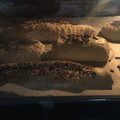 El cooksnap de peperudina cuando hizo Pan sin gluten y sin mixes comerciales.