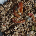 Cooksnap dari Muh Arsyad untuk resep Suwir Tuna Pedas || Pampis Tuna