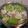 Hui lin Yang 的 刈菜(芥菜)嫩雞湯 cooksnap