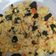 Cooksnap dari Arsyila Chantika untuk resep Nasi Goreng Kunyit Daun Mengkudu (segudang manfaatnya)