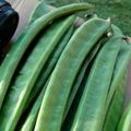 Cooksnap dari Mas Adi untuk resep Tumis Koro