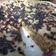 Cooksnap dari G. Ambar Wulan untuk resep Banana Cake (Magic Com)
