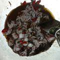 Cooksnap dari Dewi Widarrini untuk resep Cumi Tumis Pedas Mantap dan paling sederhana