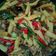 Cooksnap dari Citra Dewi untuk resep Oseng kikil janggel buncis