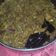 Cooksnap dari Ceuceu untuk resep Gepuk suwir daging sapi