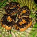 Cooksnap dari Yessi untuk resep Donat  UBI kuning