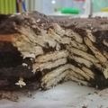 Cooksnap Junaidah Mustapa semasa beliau membuat Kek Batik Nestum Ganache.