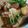 รูป Cooksnap ของ supatchaya เมื่อเขาทำ พะโล้ขาหมู+หมูสามชั้น แบบบ้านๆ