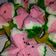 Cooksnap dari Rabia Ummu Fadli untuk resep Bolu kukus mekar motif semangka