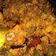 Cooksnap dari susantyy susantynani untuk resep Sambal Goreng Hati Kentang
