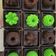 Cooksnap dari Anggi Puput Atha untuk resep Brownies kukus Ny. Liem