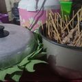 Cooksnap dari Naura Mikhayla untuk resep Sate Daging Sapi Enak dan Empuk