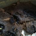 Cooksnap dari Yulianti Kurniawan untuk resep Brownies labu kuning empuks anti gagal