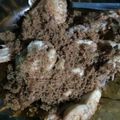 Cooksnap dari Ratna Patria untuk resep Ayam goreng lengkuas empuk