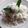 Cooksnap dari dala untuk resep Klepon Special