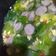 Cooksnap dari Iwan Wibowo untuk resep Sayur Bening Sawi Putih dan Bakso